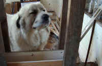 helper_numero_uno.jpg (82969 bytes)